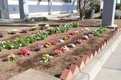 会社の敷地内にある花壇。ピンク色や黄色やオレンジ色の花がきれいに並んでいる様子