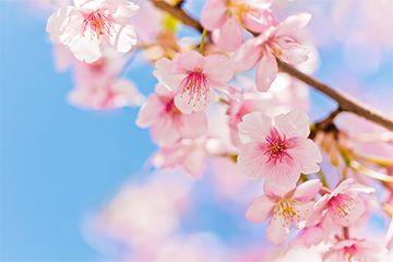 2020年度入社式および新入社員研修の実施について